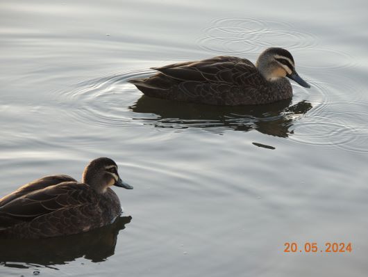 Ducks in Wetland in May